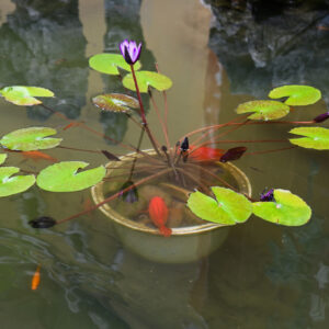 Root-bound & Aquatic Feed