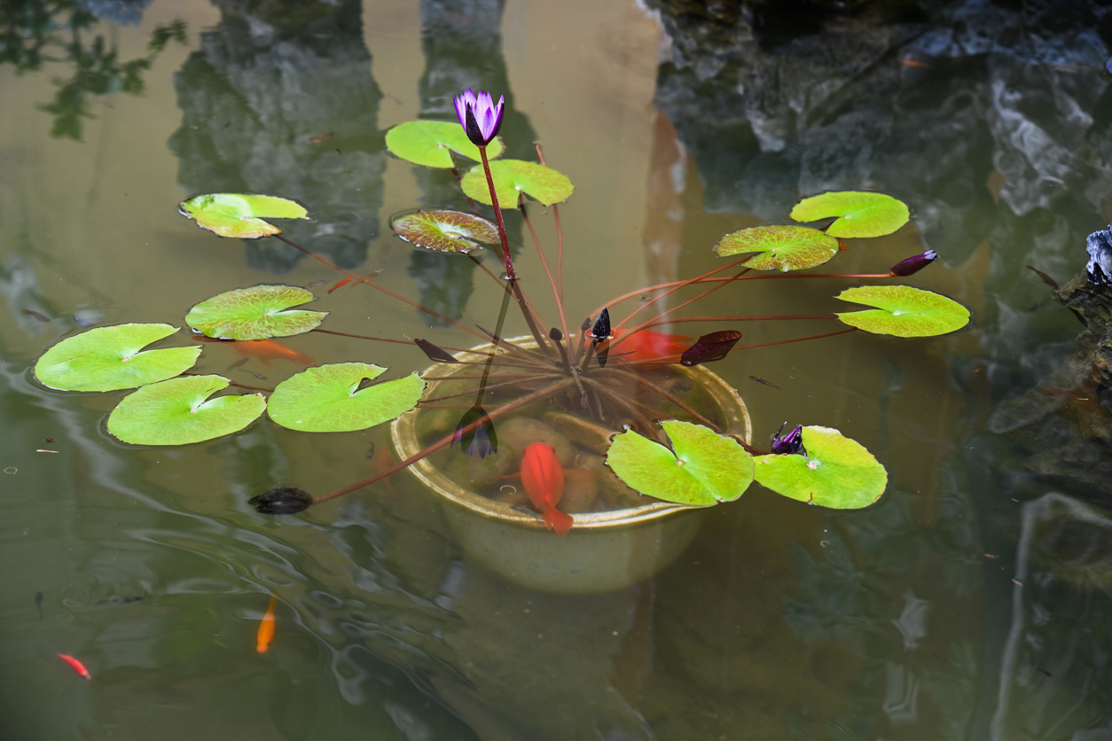 Root-bound & Aquatic Feed