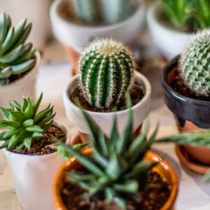 Low-N Mineral Rich (Cactus & Succulent Mix)