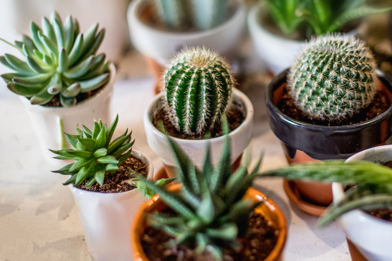 Low-N Mineral Rich (Cactus & Succulent Mix)