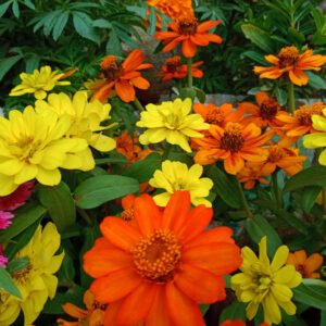 Super Bloom Booster