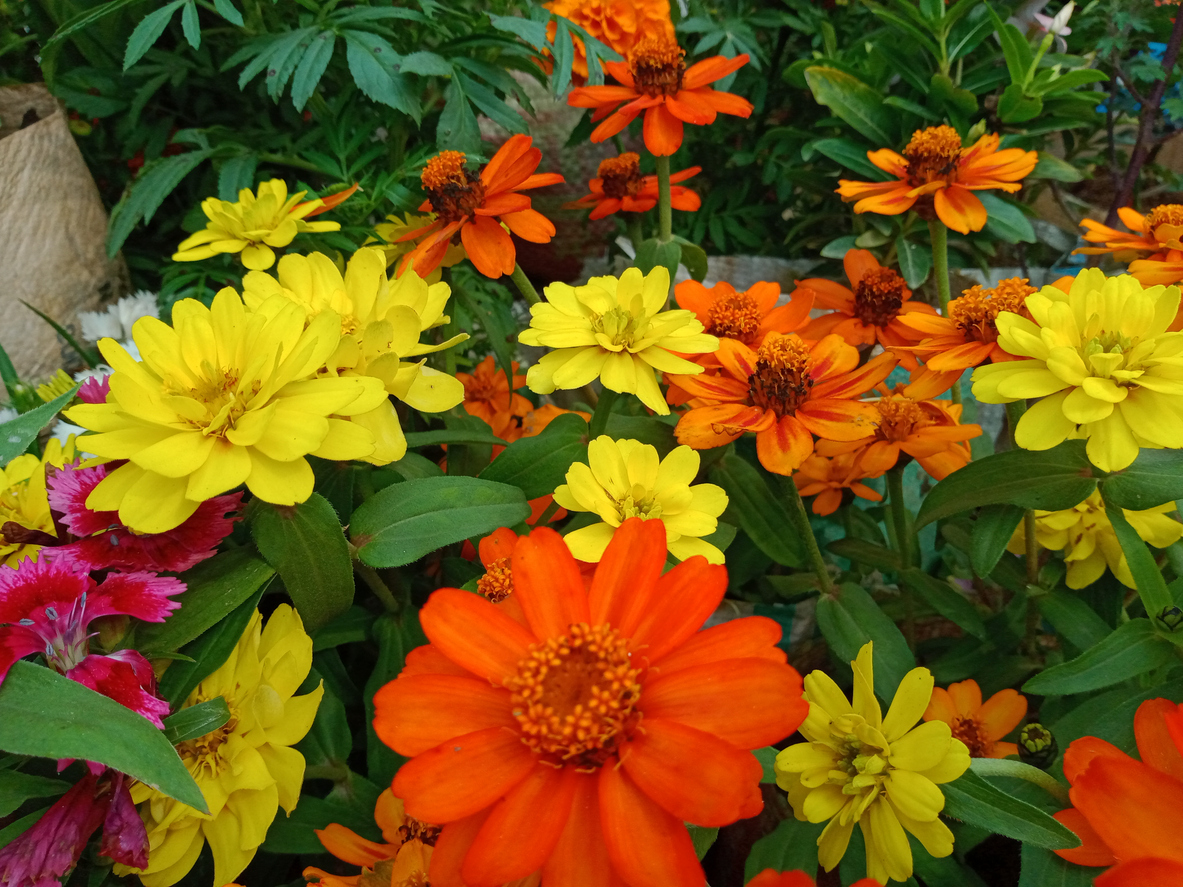 Super Bloom Booster
