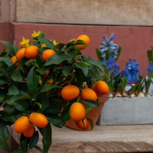 Fruiting Vegetables