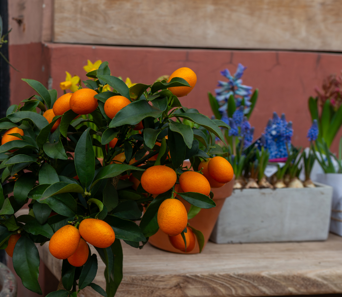 Fruiting Vegetables