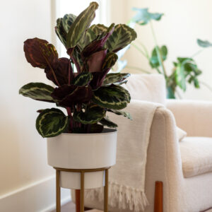 Indoor Odorless Fertilizer