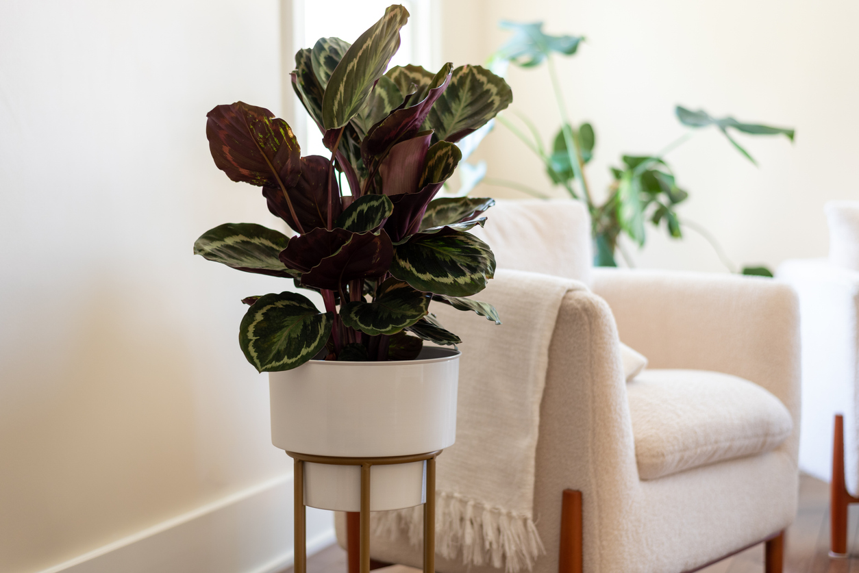 Indoor Odorless Fertilizer