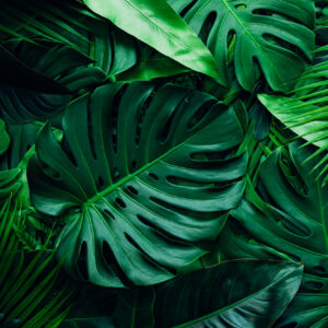 High-N Leafy Greens Mix
