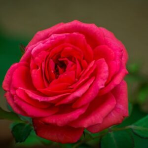 Rose Mix