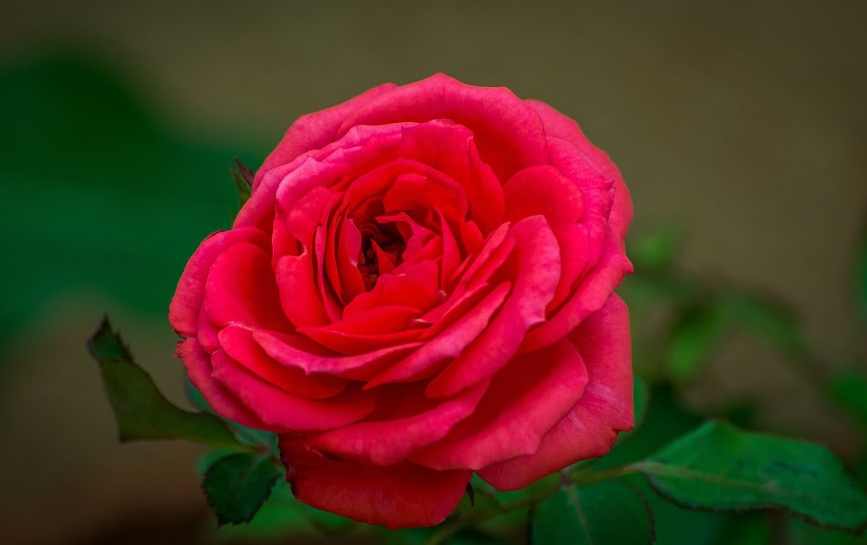 Rose Mix