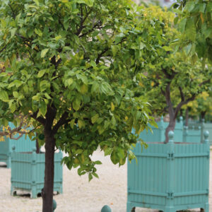 Fruiting Trees Container Mix