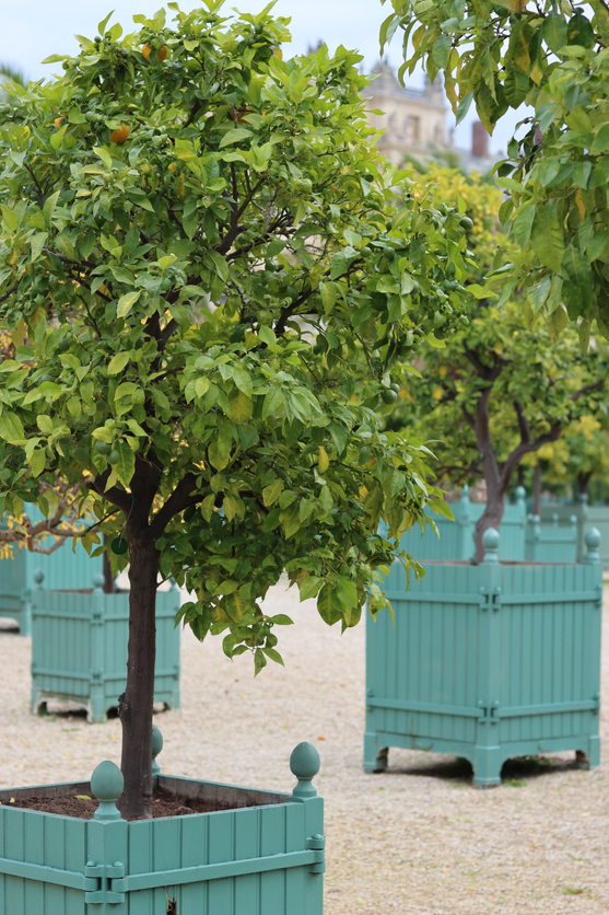 Fruiting Trees Container Mix
